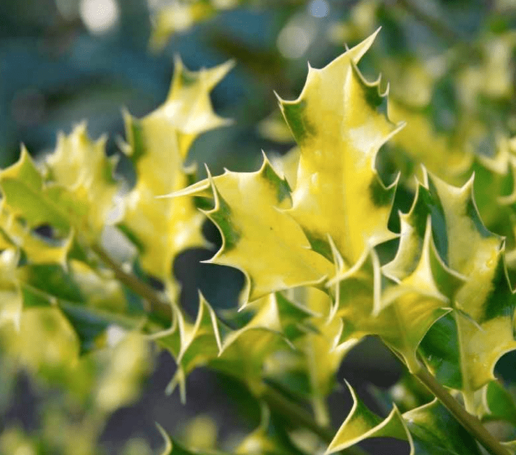 Yellowing Leaves or Poor Growth