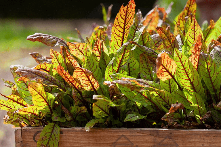 Yellowing Leaves