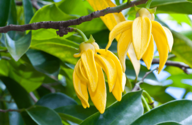 Ylang-Ylang