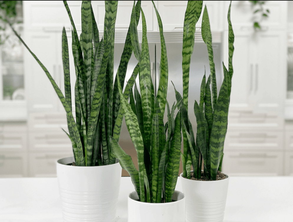 Three snake plants in white pots arranged neatly on a counter, showcasing their vibrant green leaves and modern aesthetic.