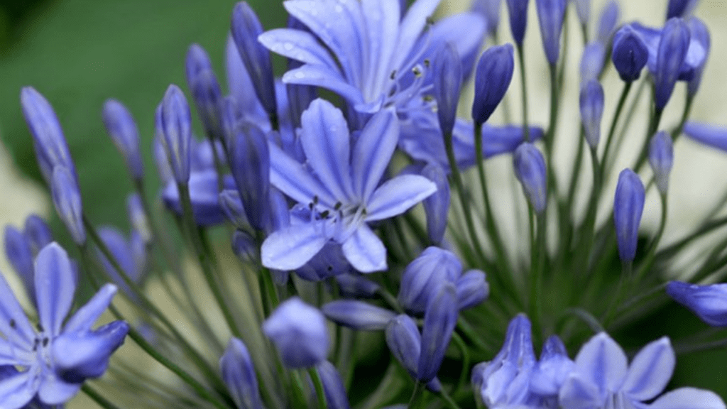 african lily plant