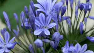 african lily plant