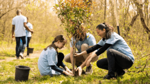 Volunteers planting a tree in a sunny woodland area for all season tree care