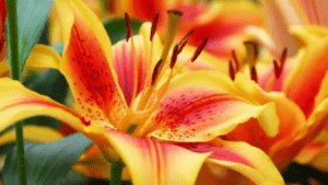 asiatic lilies