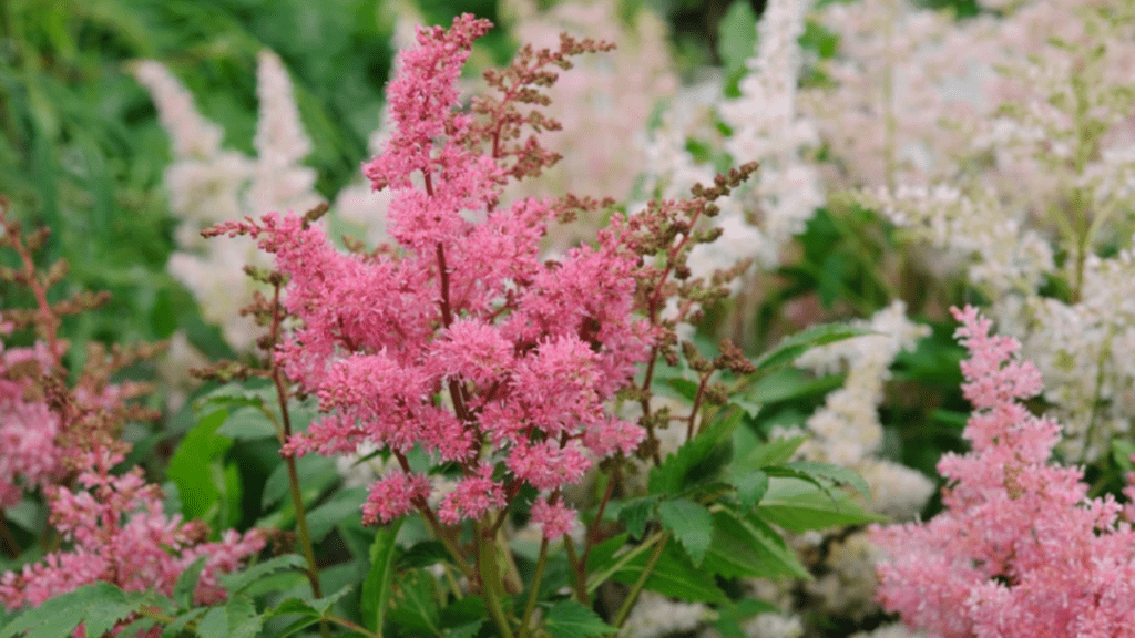 astilbe care