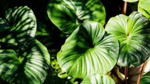 Lush tropical Large Leaf Outdoor plants with vibrant green leaves casting intricate shadows on the ground, creating a serene natural atmosphere.