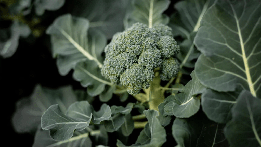 A head of broccoli surrounded by green leaves. is broccoli in man made?