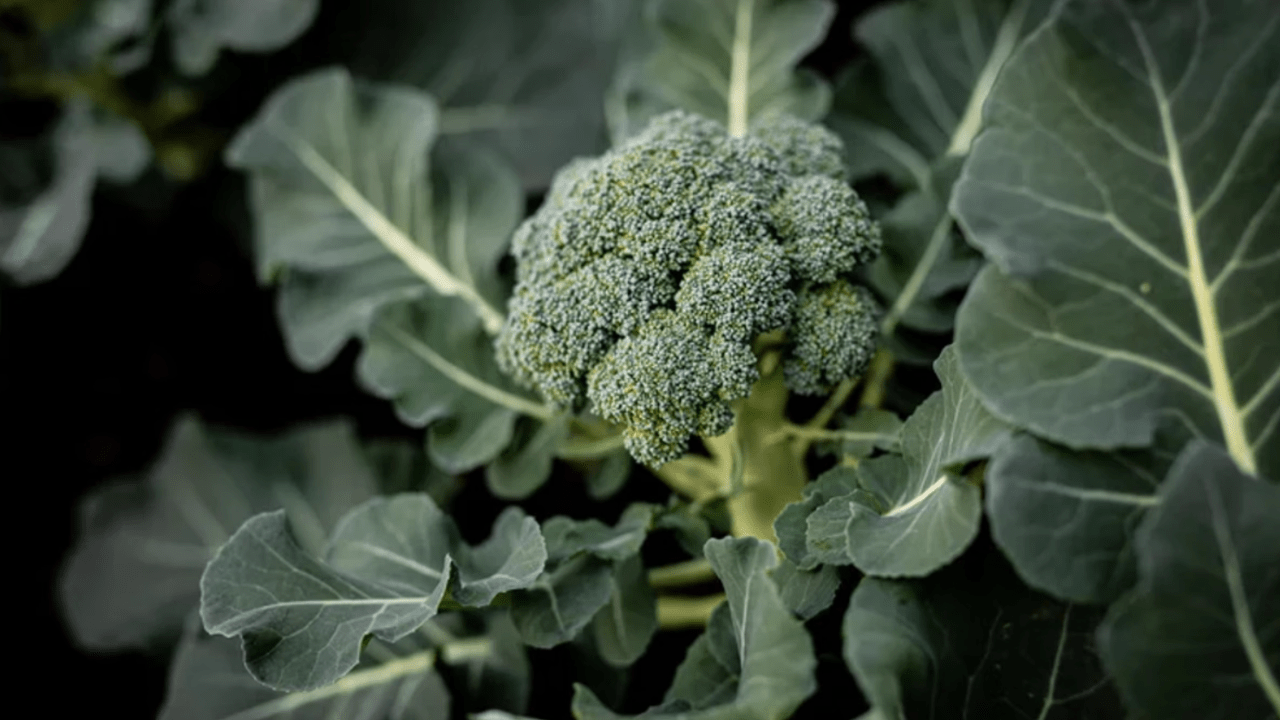 Broccoli Man-Made Vegetable: Truth Behind Its Origins Revealed