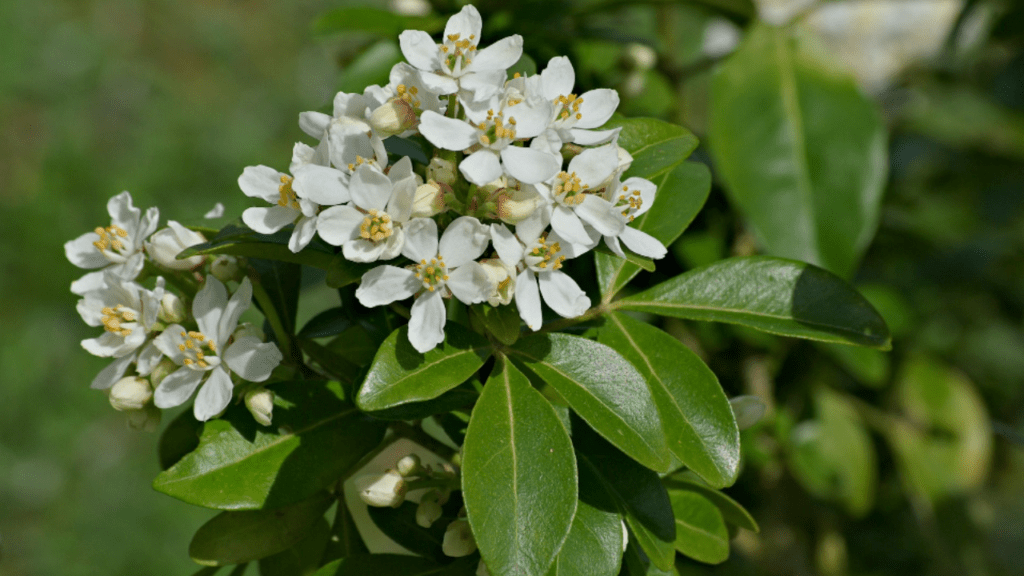 choisya ternata