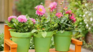 dahlias in pots