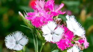 dianthus flower