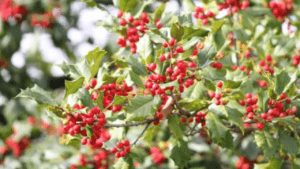 evergreen red berry shrub