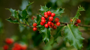 ilex aquifolium plant