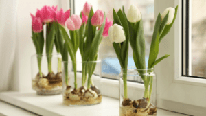 Pink and white tulips indoor bulb plants in glass vases on a windowsill.