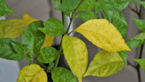 pepper leaves turning yellow