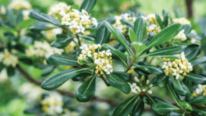 pittosporum plant