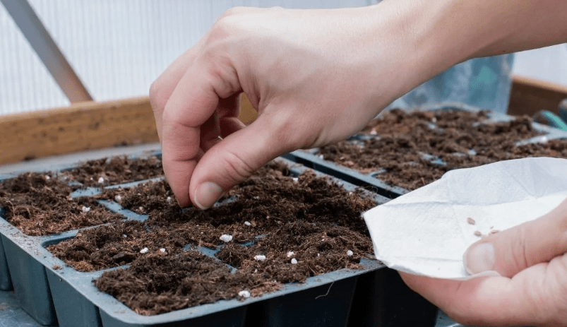 planting seeds 