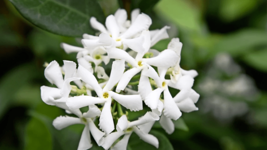 planting star jasmine