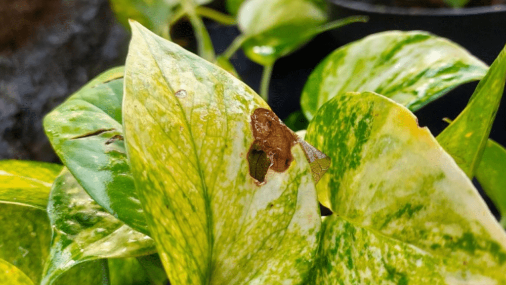 pothos leaves turning brown