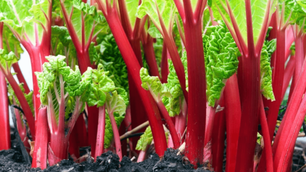 rhubarb leaves