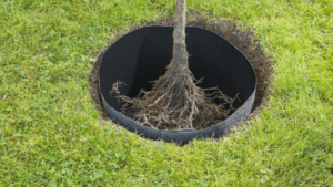 Tree root barrier sloutions with exposed roots in a cylindrical planting hole with black edging on grass.