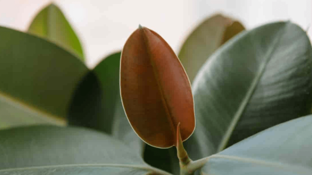 rubber tree leaves falling off