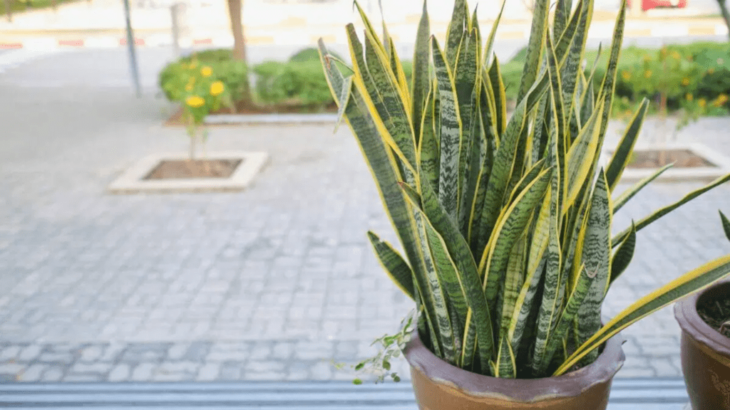 A snake plant in a ceramic pot positioned on a sidewalk, featuring its upright leaves and adding greenery to the outdoor space.