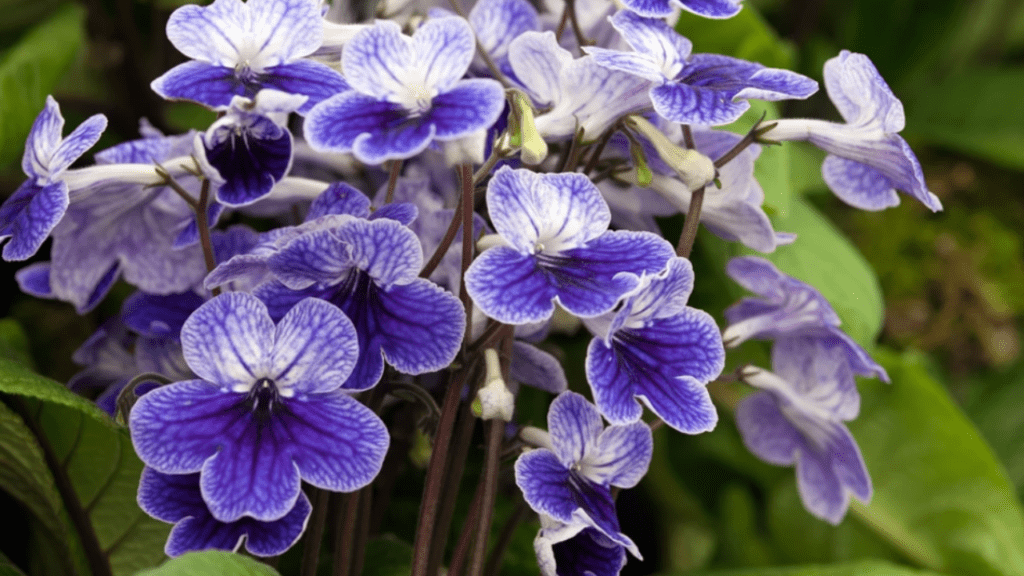 streptocarpus plant