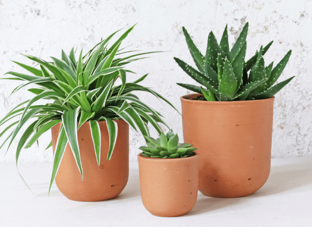 Three potted houseplants against a white wall: a spider plant, a succulent, and an aloe vera.