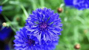 tiny blue flowers