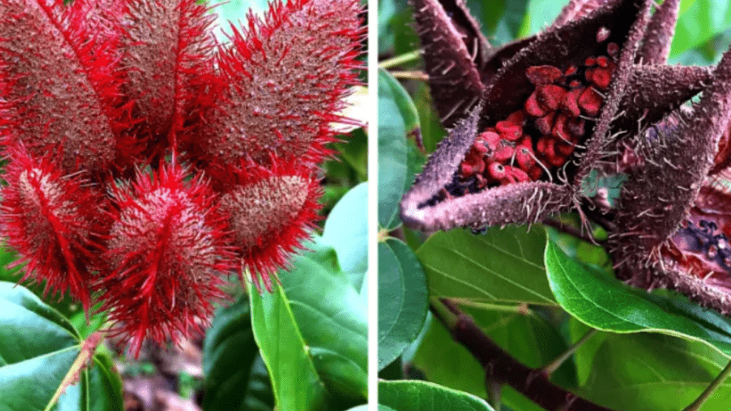 tropical rare flowers