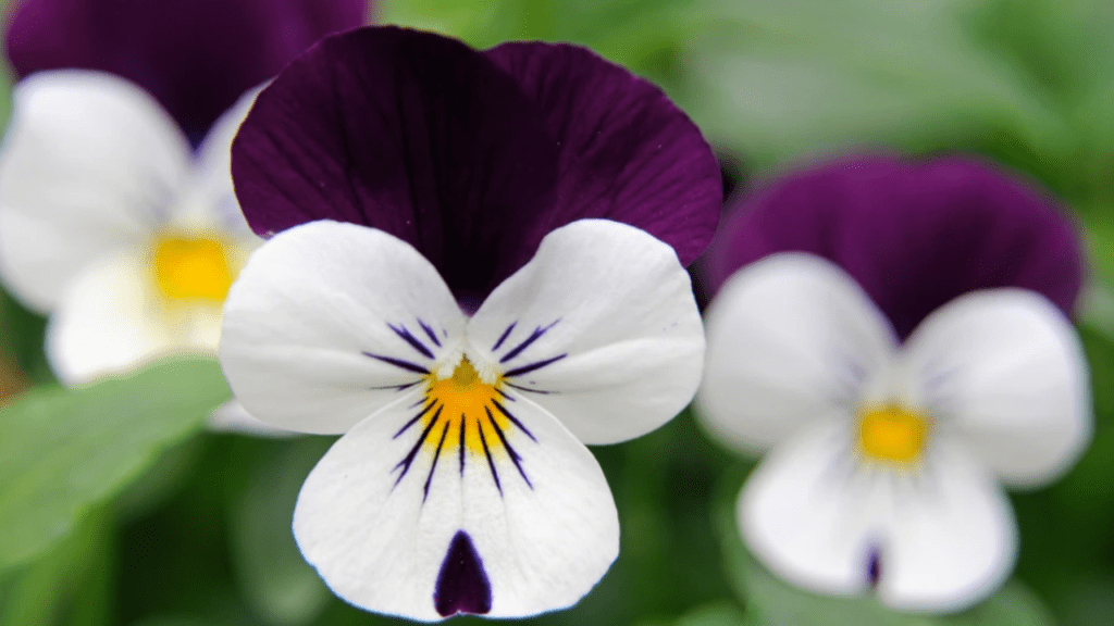 viola plant