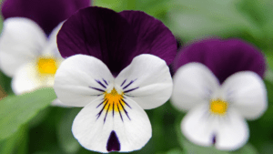 viola plant