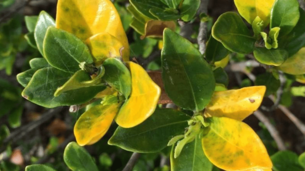 yellow gardenia leaves