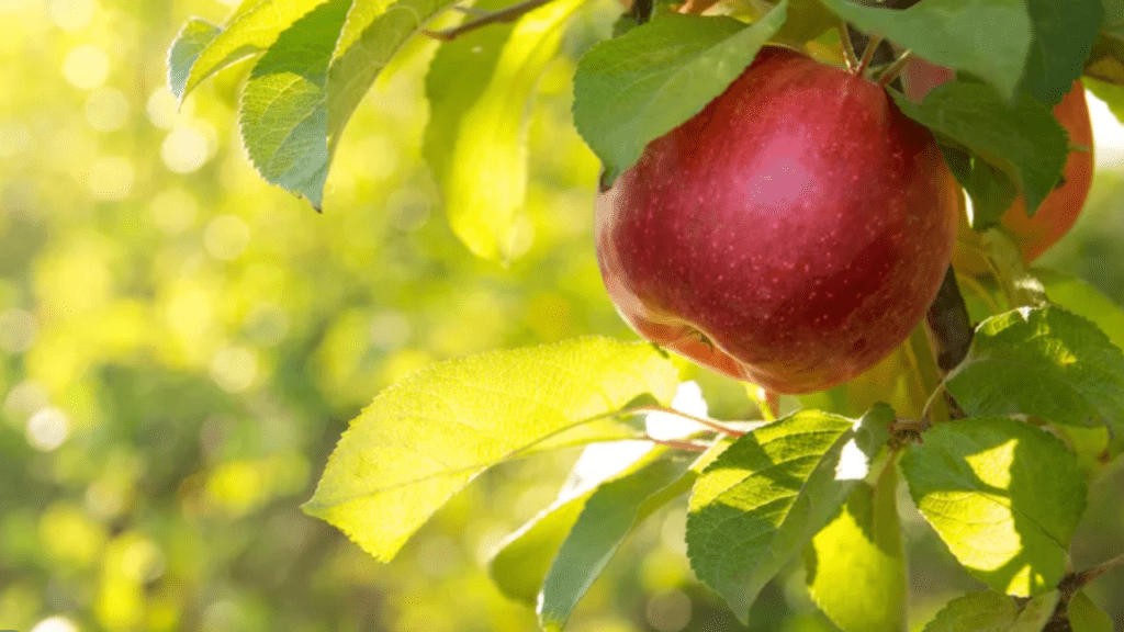 Apple tree leaves