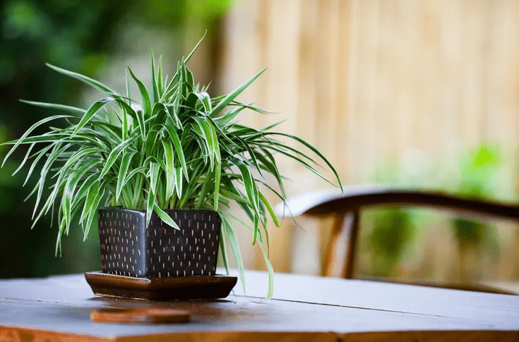 Benefits of Propagating Spider Plants