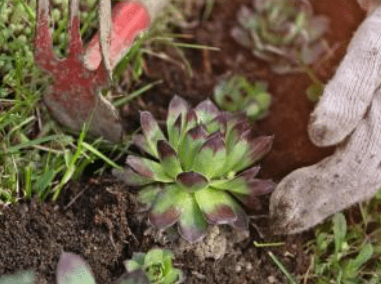 Cultivation of the Houseleek Plant