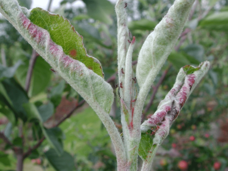 Curling Leaves