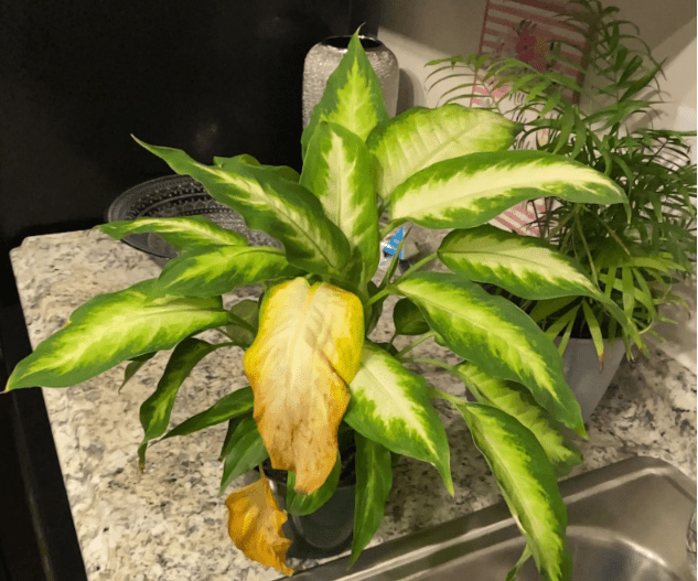 Fertilizing Dieffenbachia