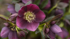 Hellebore plant