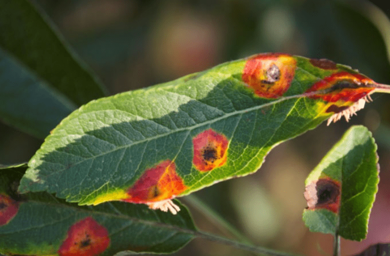 How to Diagnose Apple Tree Leaf