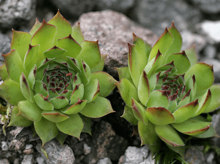 Overview of the Houseleek Plant