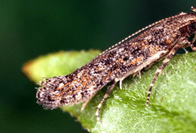 Pests and Diseases