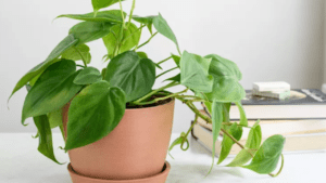 Philodendron care