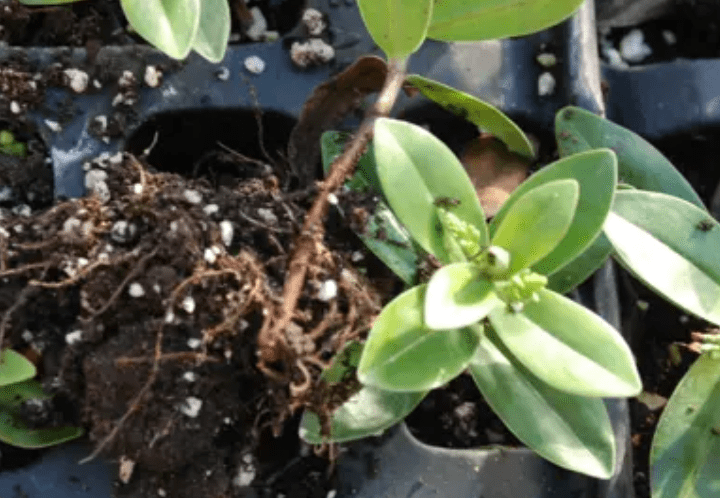 Propagating Hebe Plants