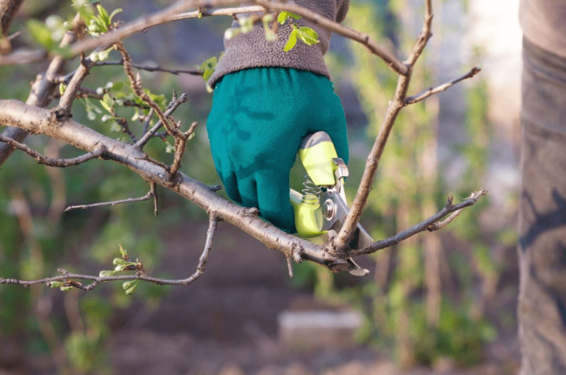 Pruning and Shaping