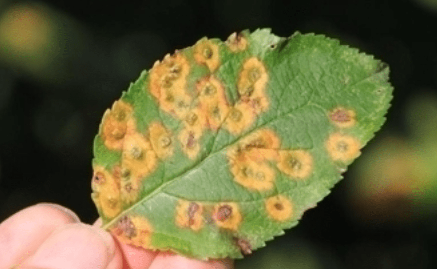 Rust Diseases