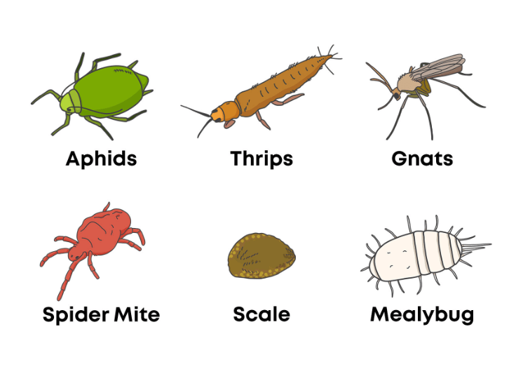 Common pests affecting Painted Tongue 