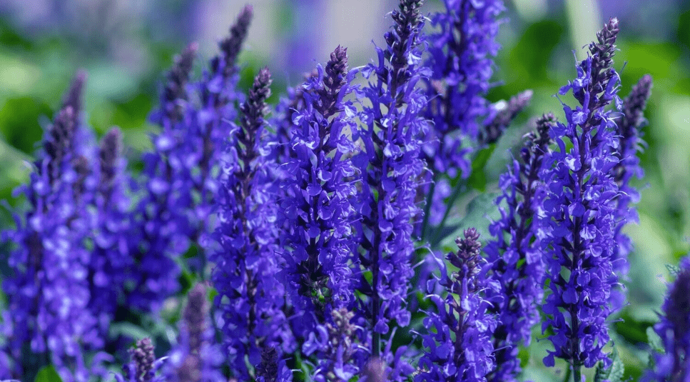 Blue Salvias Plant