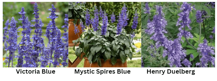 Varieties of Blue Salvias